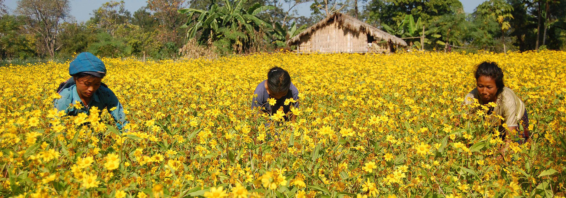 Chakma women work in a sunflower field in Diyun. (PARTHAJIT DATTA/AFP/Getty Images)