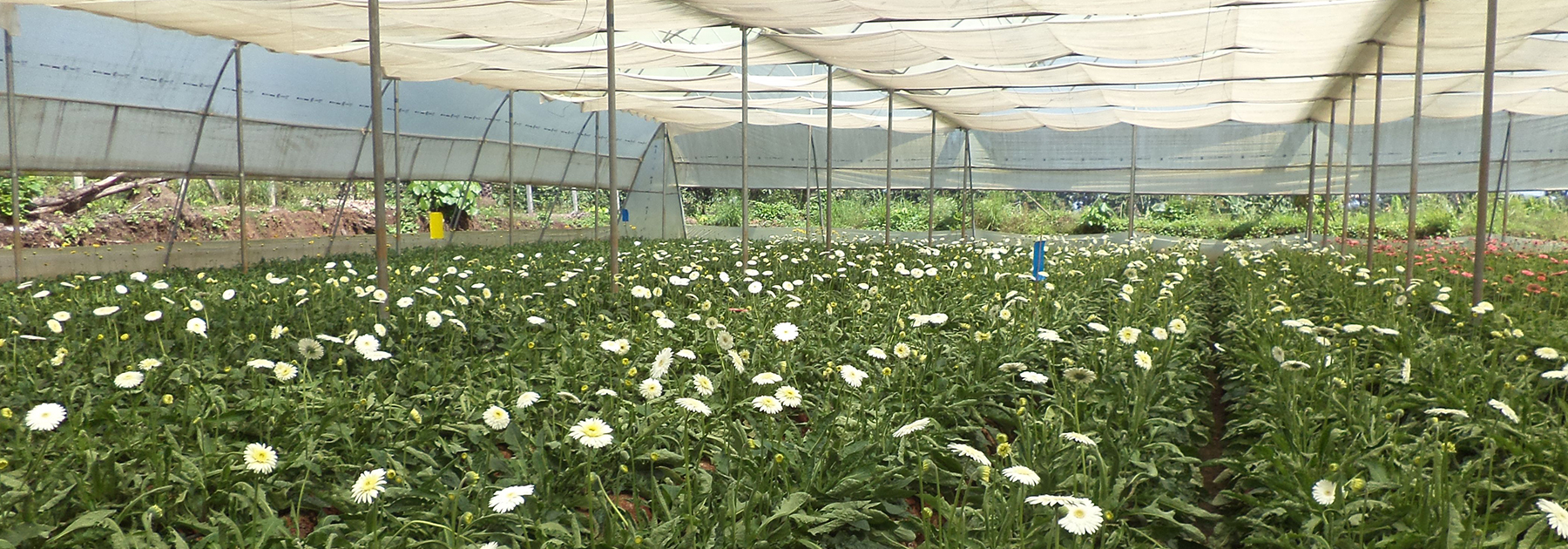 Gerbera Cultivation-in Poly-house, Dr. Rajendra Prasad Central Agriculture University. (Neerajk.bit, licensed under CC BY-SA 4.0)