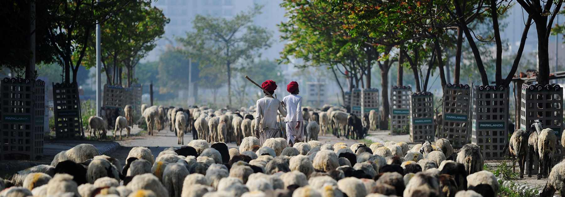 Nomadic shepherds lead their sheep along a road on the outskirts of Faridabad. (MONEY SHARMA/AFP/Getty Images)