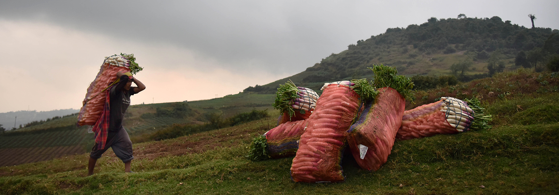  Khasi farmer carries a bag of radish for sale after picking from fields on the outskirts of Shillong. (BIJU BORO/AFP/Getty Images)