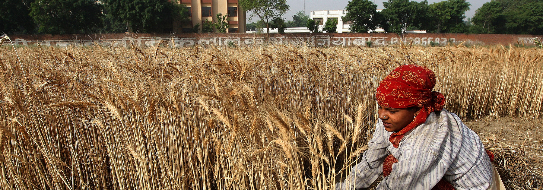 A farmer harvests a crop of wheat in a field in Ghaziabad. (PRAKASH SINGH/AFP/Getty Images)