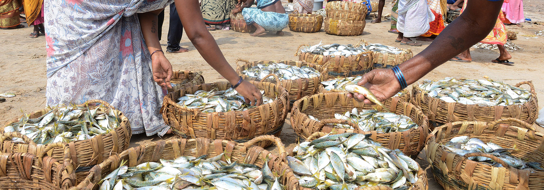 Fisherwomen sort through a catch of fish on a beach. (NOAH SEELAM/AFP/Getty Images)