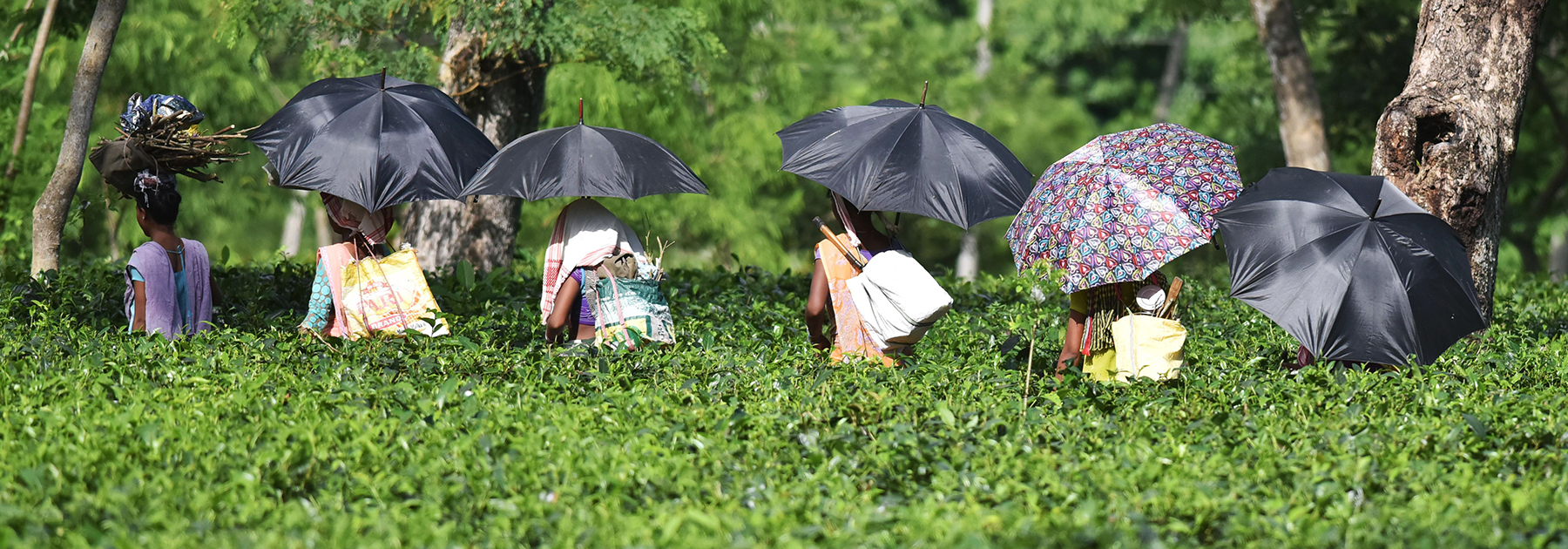 Indian tea plantation workers make their way to pick leaves at a tea garden in Sonitpur district. (BIJU BORO/AFP/Getty Images)