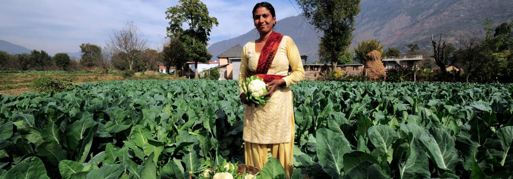 A farmer harvests this season's cauliflower crop near Kullu town. (Neil Palmer (CIAT), licensed under CC BY-SA 2.0)