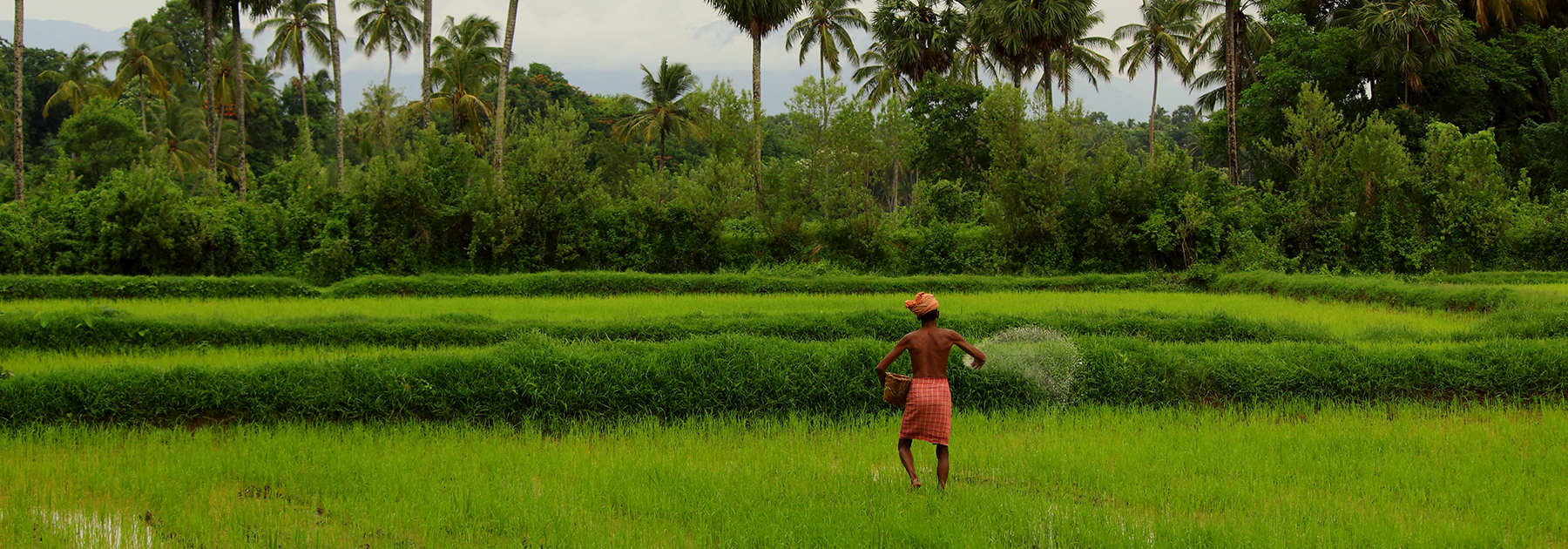 Fertilizing a rice paddy in Kerala.