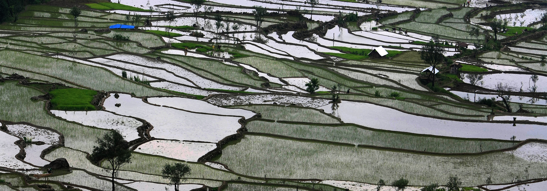 Tribal Naga farmers work in their water bedded rice paddy fields on the arrival of the monsoon at Kiwema Village. (STR/AFP/Getty Images)
