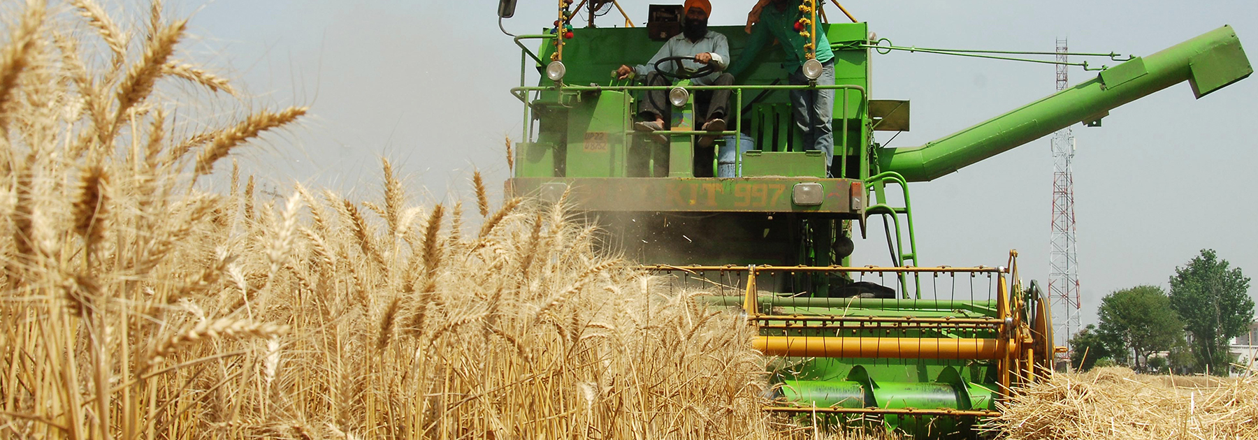 A farmer uses a combine to plough a wheat field on the outskirts of Amritsar. (Photo credi: NARINDER NANU/AFP/Getty Images)